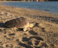 Δείτε από κοντά την απελευθέρωση μιας θαλάσσιας χελώνας καρέτα - καρέτα στα νερά του Αργοσαρωνικού